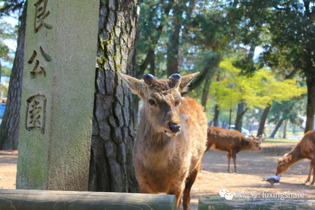 旅游攻略日本签证,日本签证教学视频