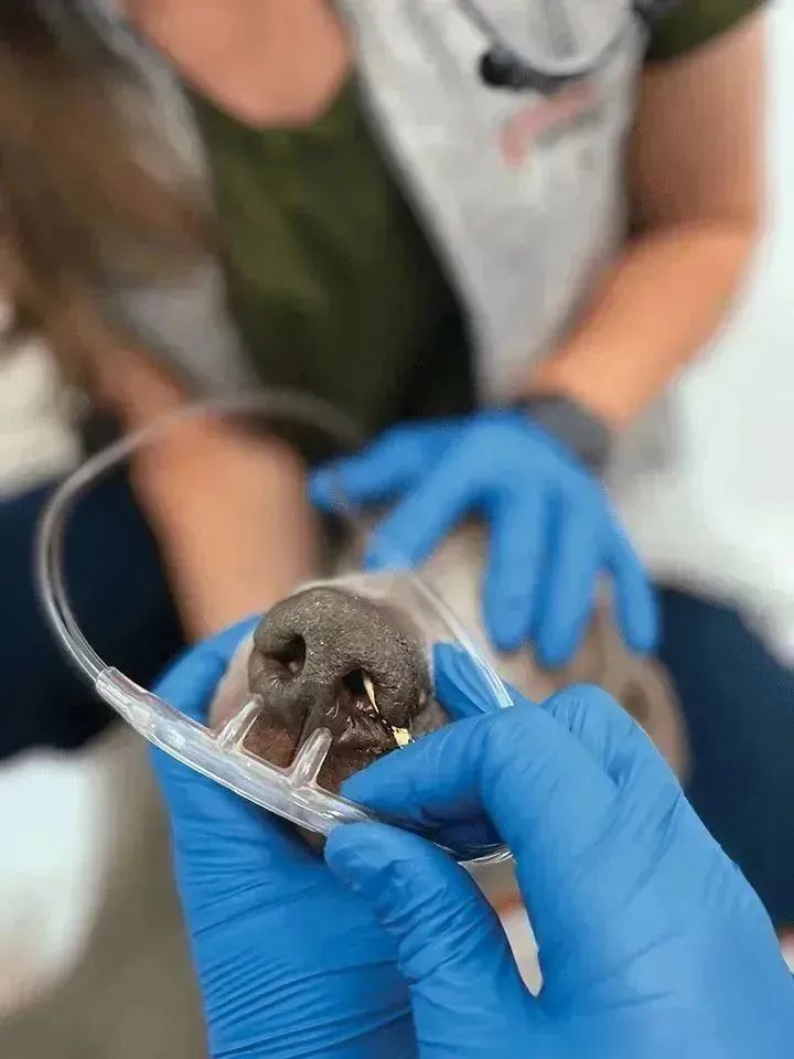 呼吸窘迫综合征给氧方法,急性呼吸窘迫综合征给氧流量