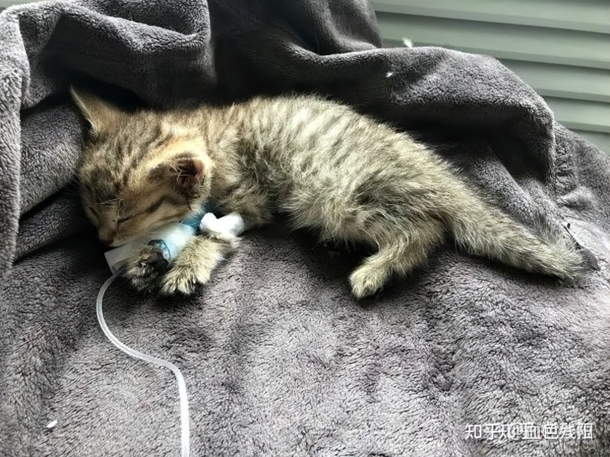 长寿猫咪,想要猫咪长寿需要注意这三件事