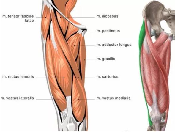 股骨头坏死肌肉萎缩怎么恢复,股骨头坏死锻炼肌肉会恢复吗