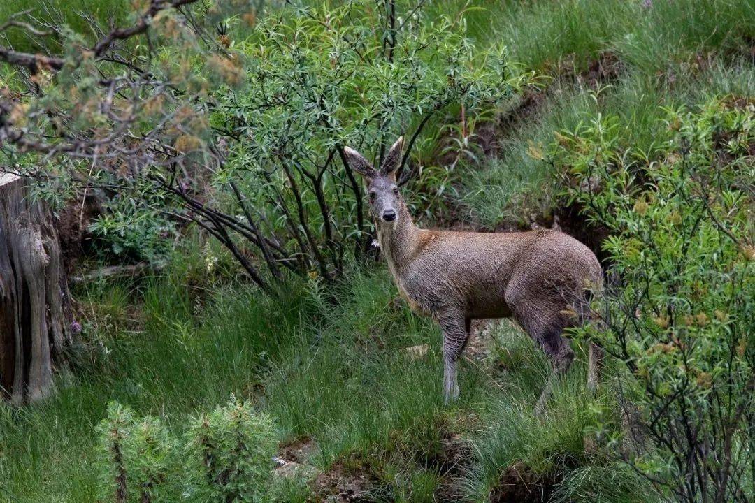 一只林麝一年能挣多少,一只林麝养殖一年一万元是真的吗