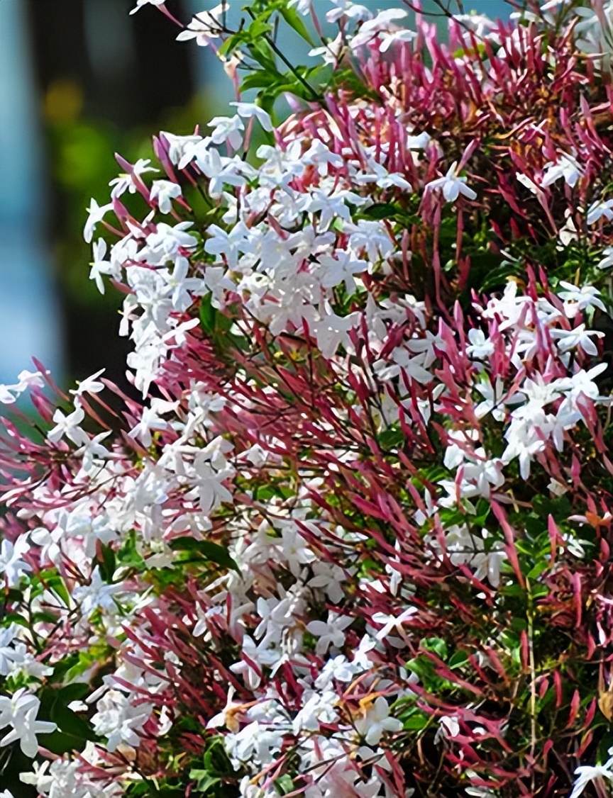 香花庭院,庭院香花