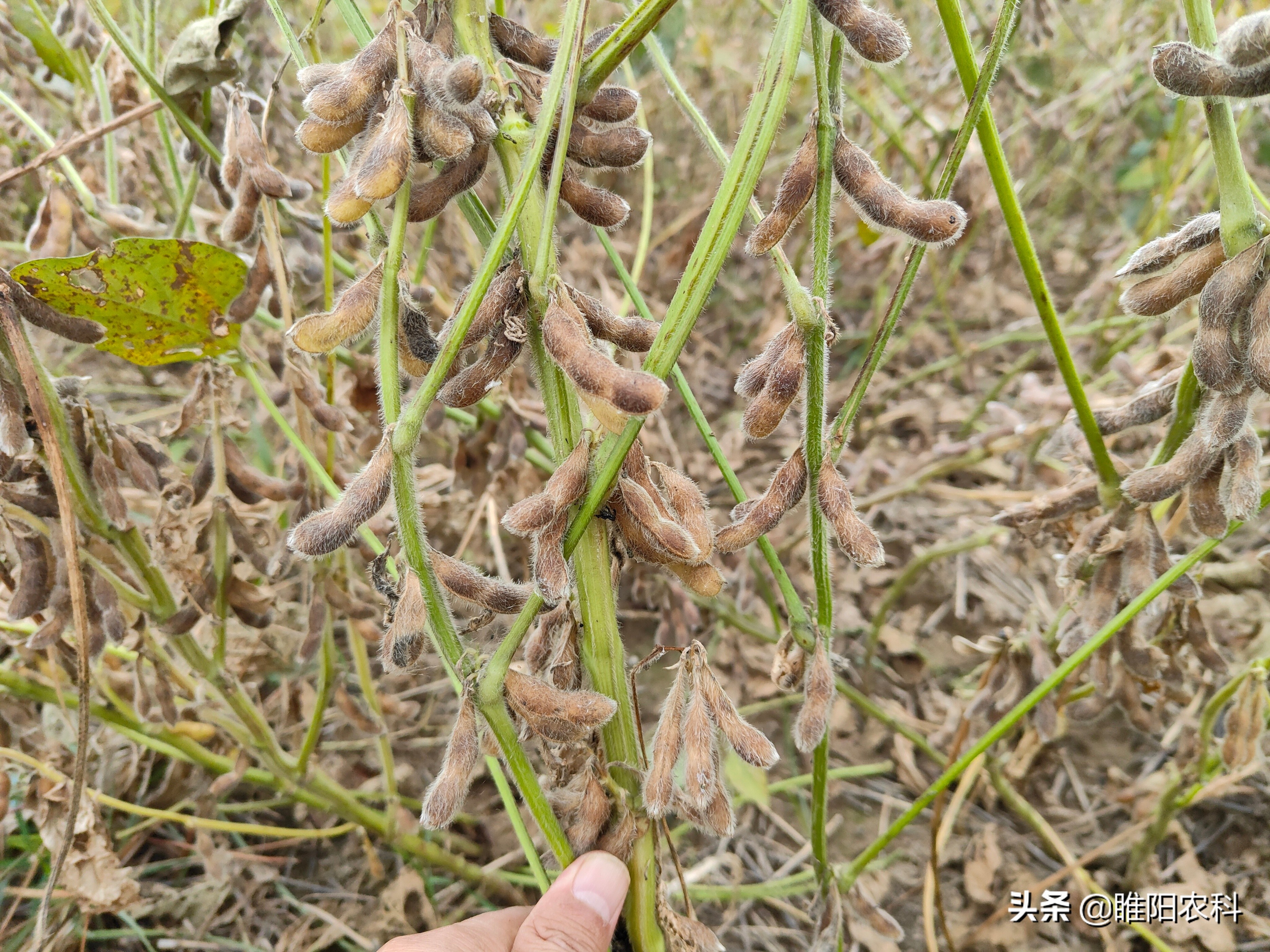 高产早熟抗倒伏大豆品种夏播,高产高抗大豆种
