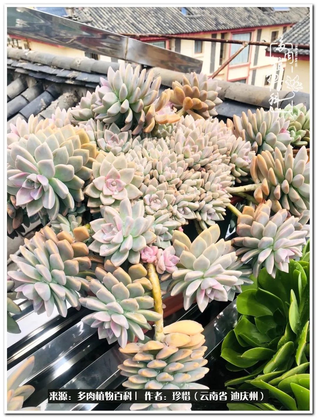 给生命一份淡然还岁月一份从容,给生命留一份洒脱的话