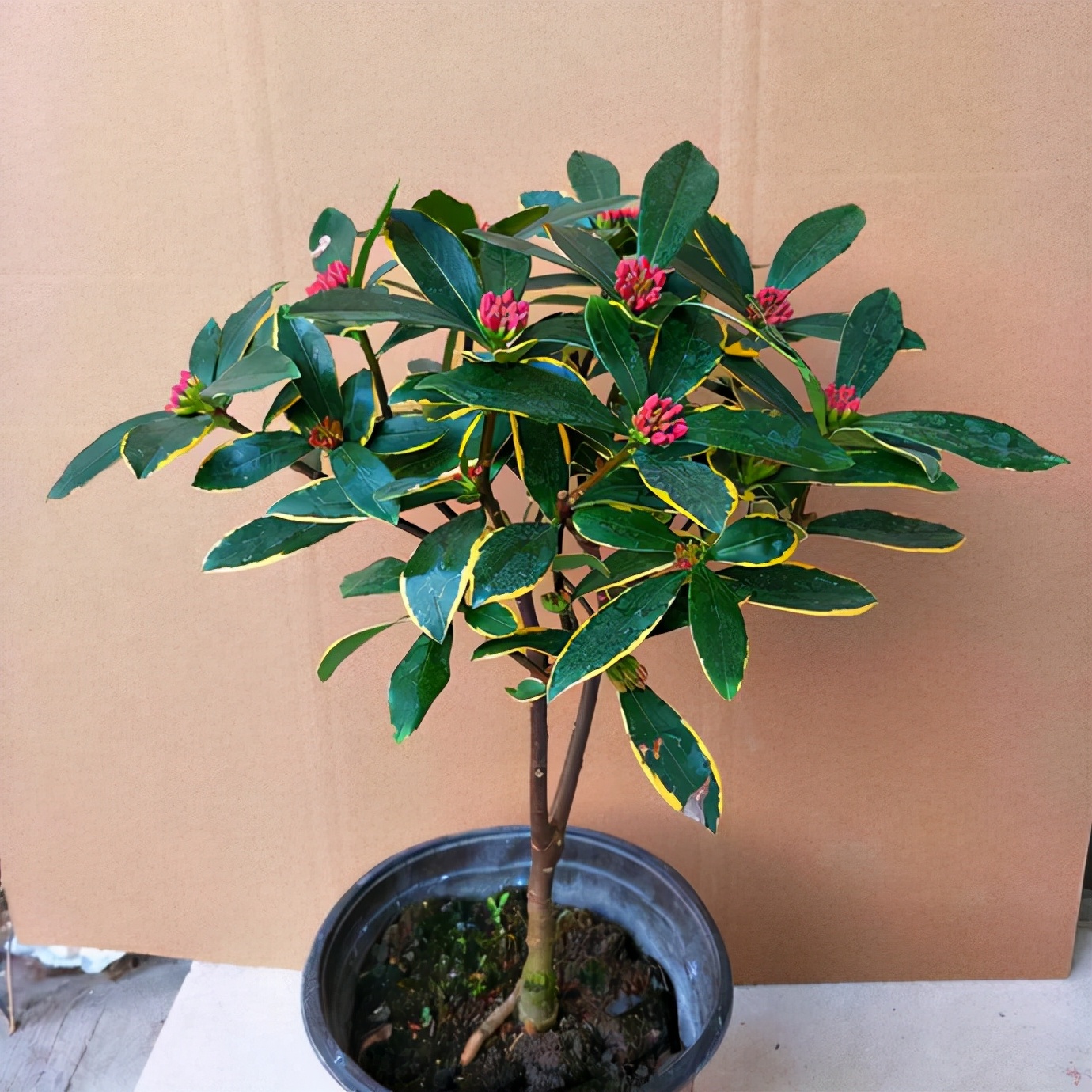 20种吉祥的花,20种年宵花高端又大气