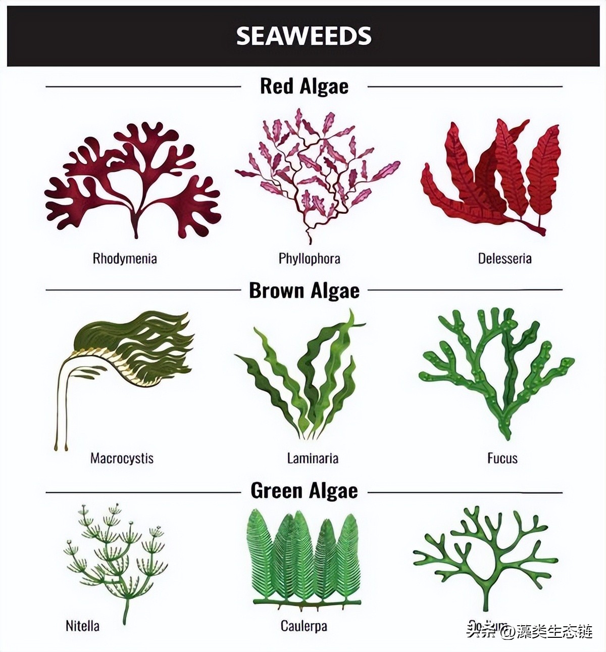 从池塘浮渣到产品:藻类化学