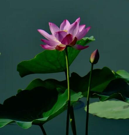 怎么做一个佛系的人,该怎么当一个佛系老师