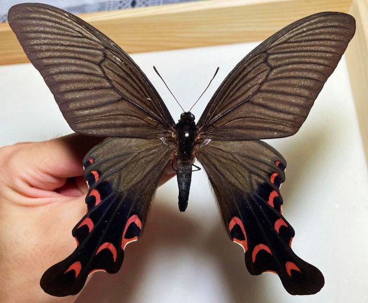 长得跟千足虫很像的虫子,长得很像蜈蚣的虫子图片