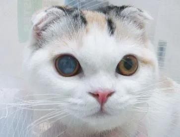 猫咪白内障可以打消炎针吗,猫咪白内障图片大全