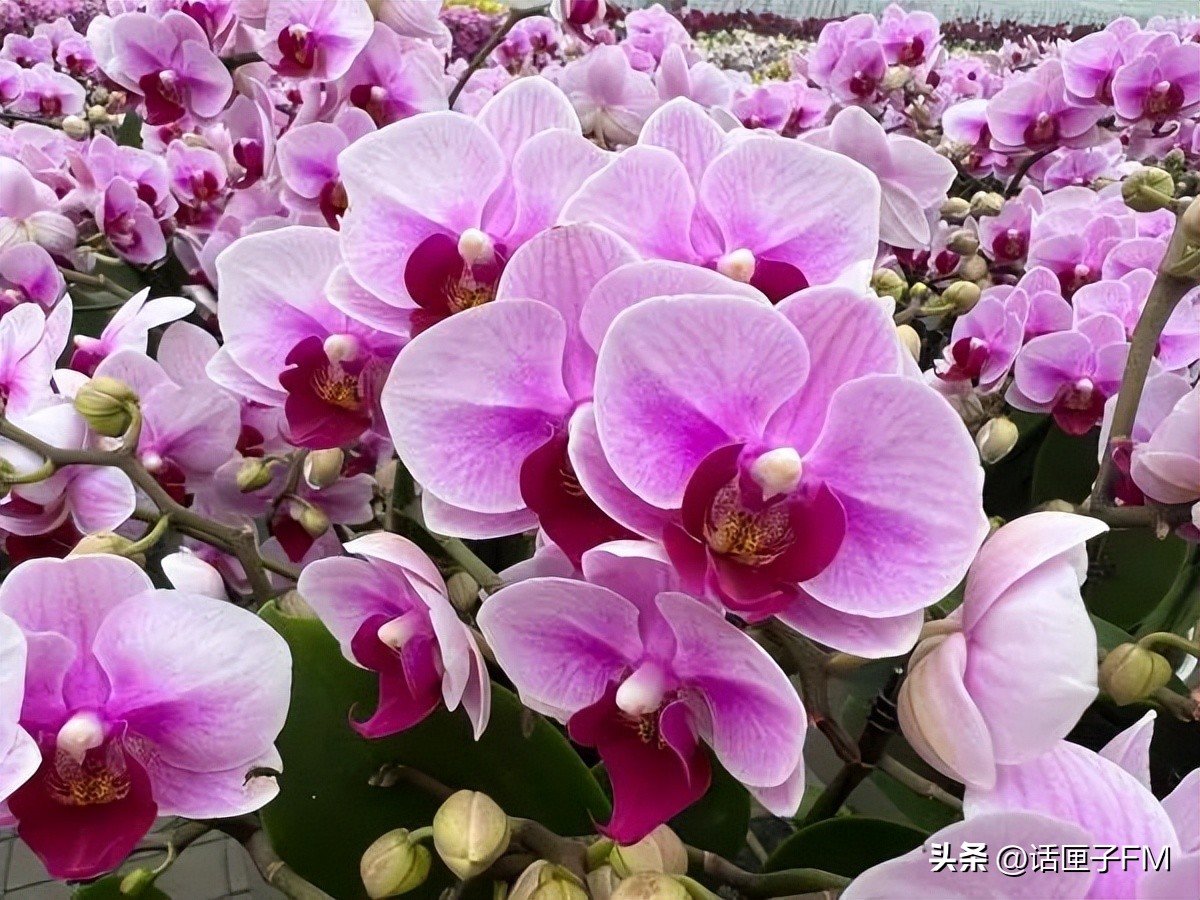 上海春节年宵花选购指南,新年将至充满年味的年宵花不能少