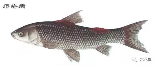 鱼类疖疮是什么原因引起的,鱼类疥疮病是什么原因