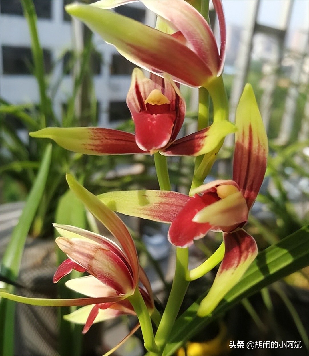 阳台有阳光适合养什么盆栽,阳台上有一盆吊兰