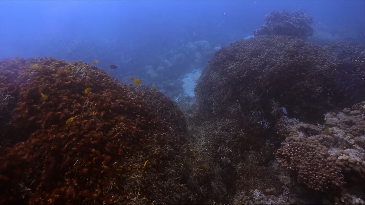 你变白后成什么样子,你变白以后有多好看