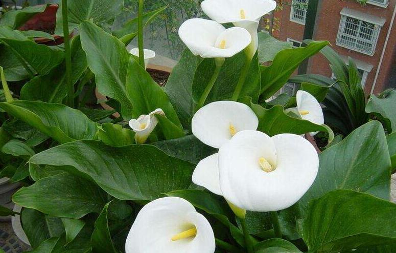 马蹄莲怎么养护才能长得好,马蹄莲怎么养开得快