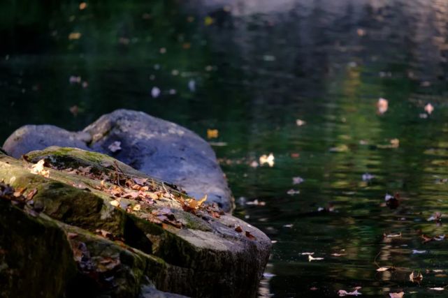 永泰青梅花开全部视频,永泰青梅丰收季节