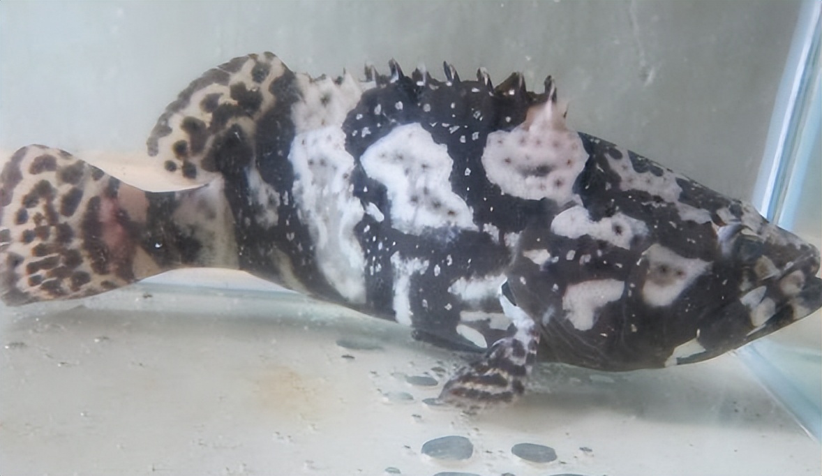 马鞭草和鹿衔草对养殖虎龙杂交斑生长与免疫影响的研究