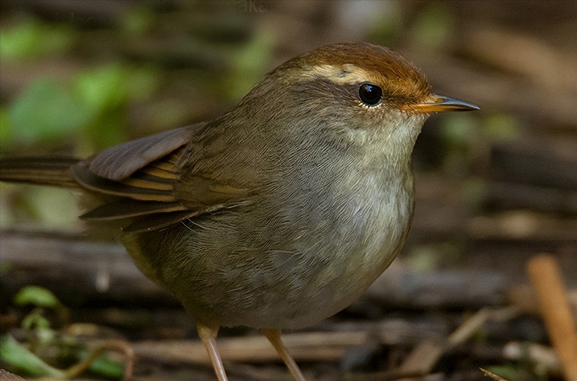 所有鸟图片大全大图,50张最佳鸟类摄影作品