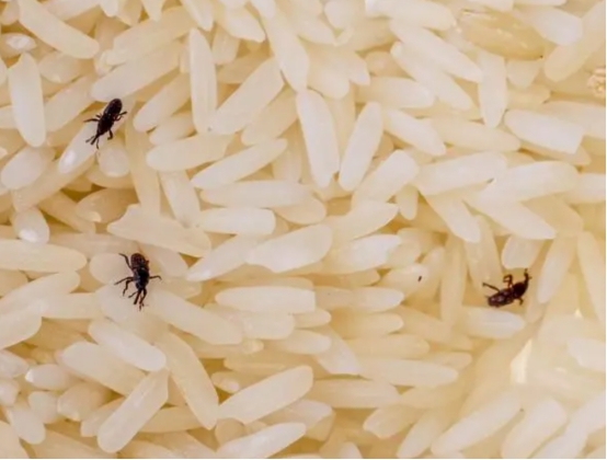 米店整袋大米生虫怎么去除,大米生虫米店老板教你一招