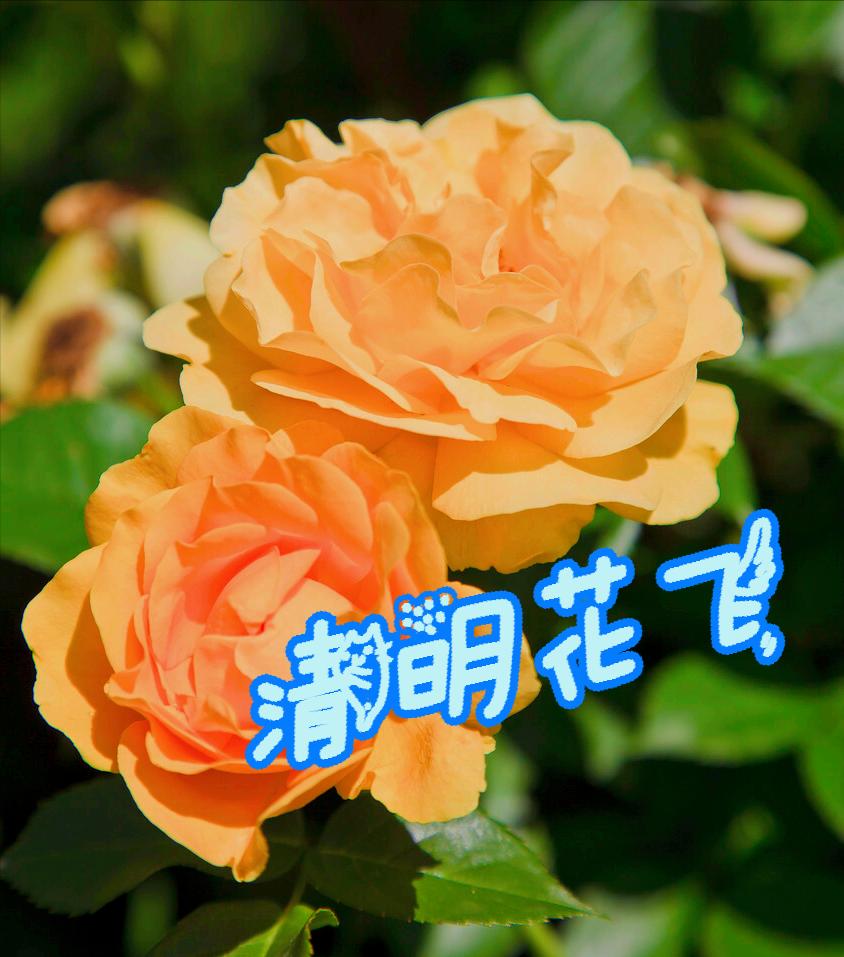 清明节雨纷纷举国上下寄哀思,清明节伤感词思念天堂的父母