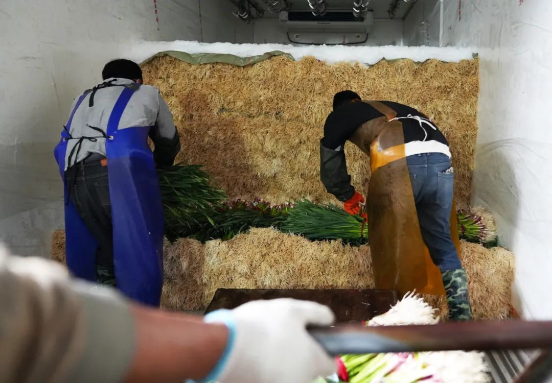 蒜苗卖了三万多,今天蒜苗多少钱一斤