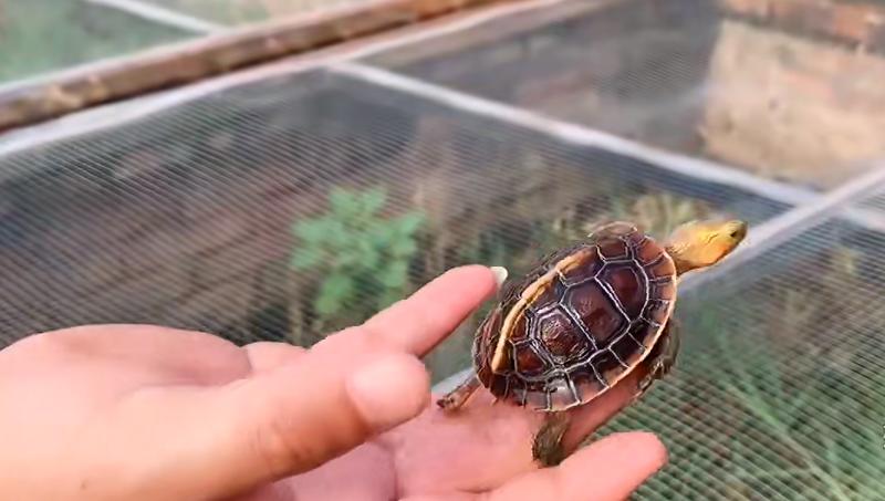 黄喉拟水龟养殖场水深标准,黄缘闭壳龟龟苗多久长大