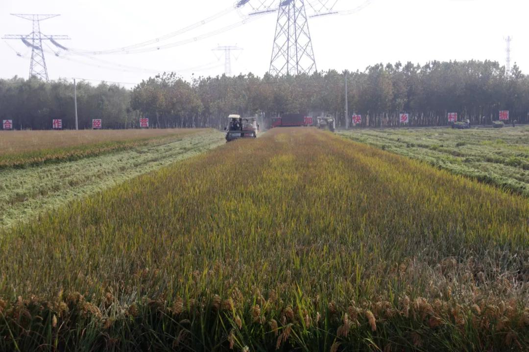 百社争流千帆竞乡土大地绘蓝图——莒南县*党**支部创办合作社专题展播（五）