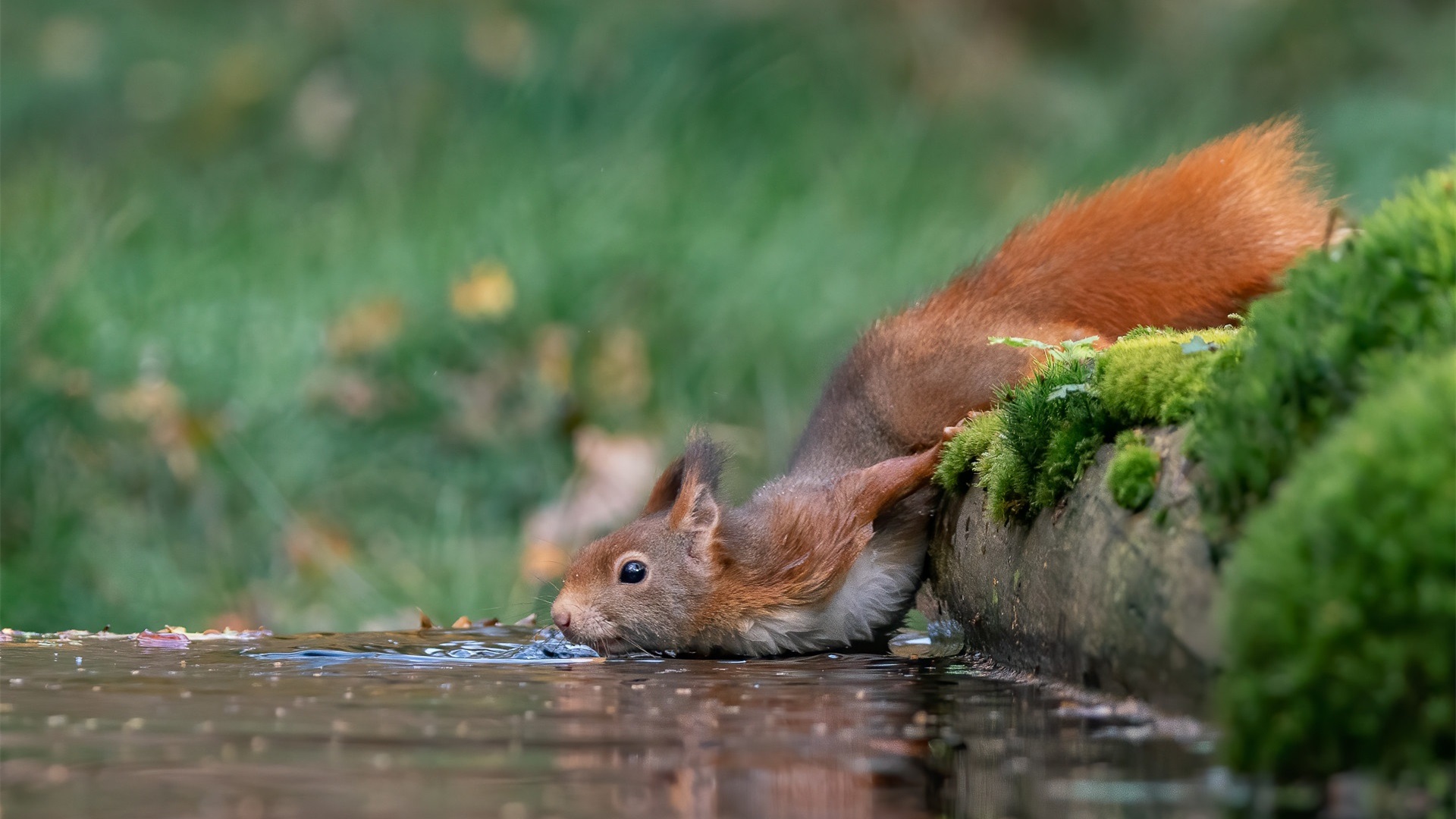 为什么动物喝脏水没事而人类有事,为什么野生动物可以喝泥巴水