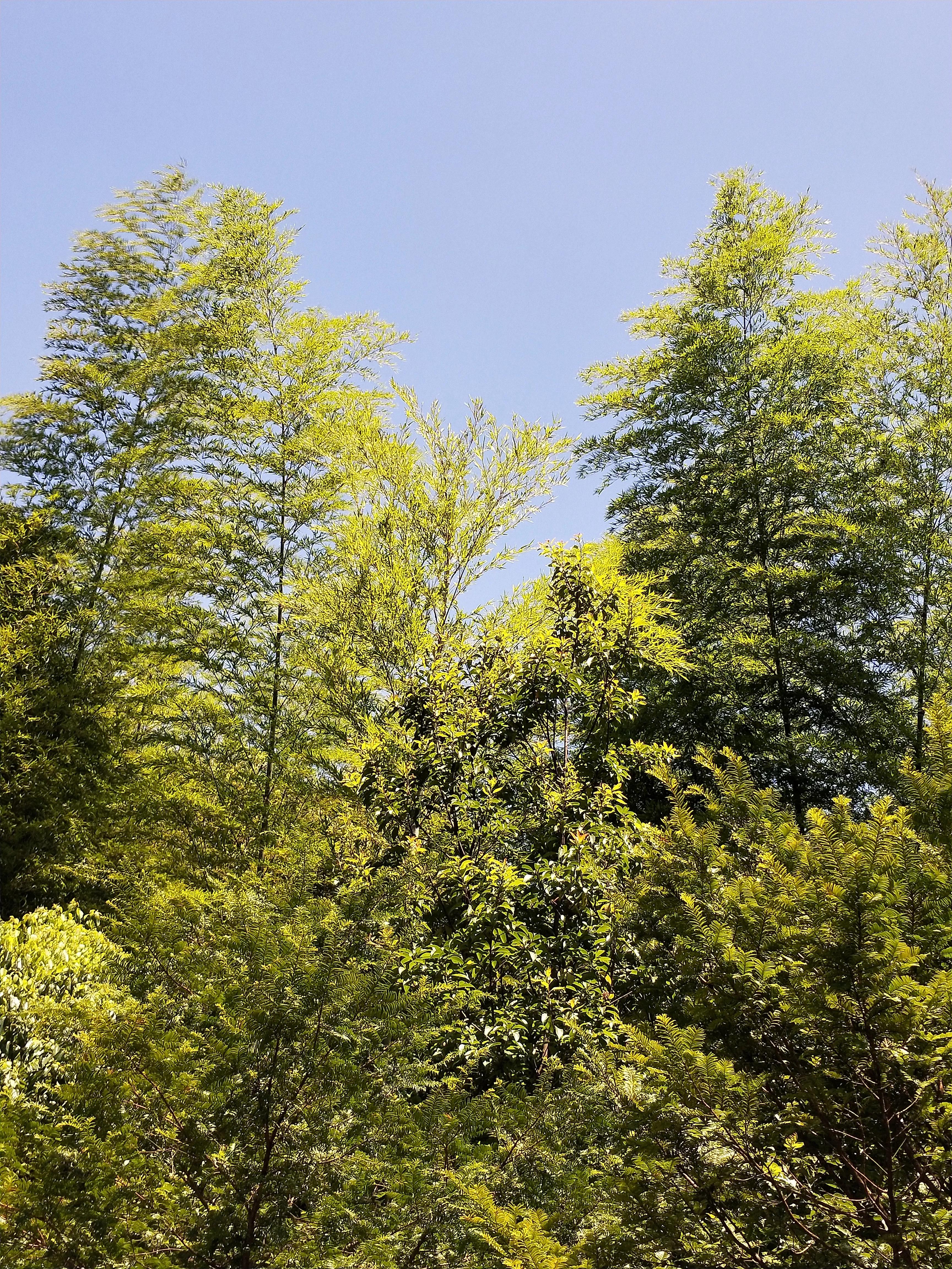 为过世的人祈福的佛语,去寺庙为死去的人祈福