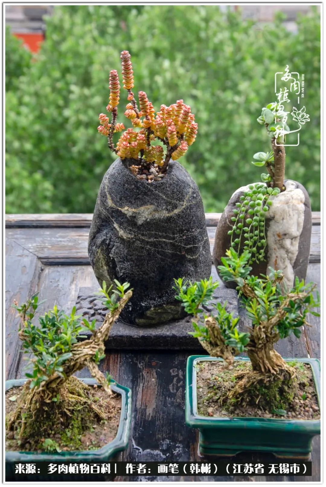 盆景多肉常遇到的问题,多肉盆景无穷小