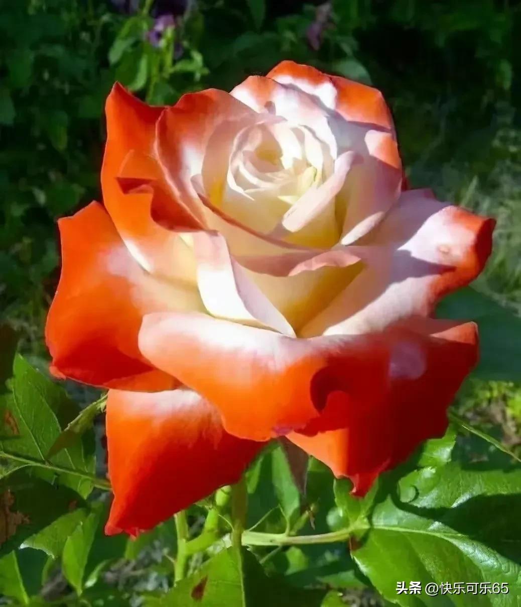 玫瑰花真的有那么多颜色吗,玫瑰花各种各样的颜色