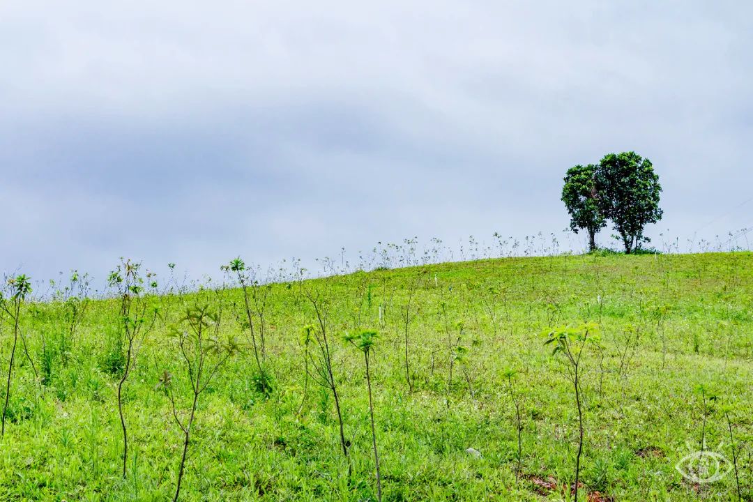 家住深圳必去的公园绿道,深圳环湖绿道好玩么