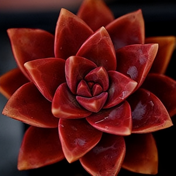 102个大类近500个多肉植物图片，都极其美丽，建议在家中也养一盆