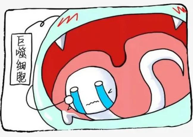 当精子和卵子相遇后还会排卵吗,精子遇到卵子一生的运气