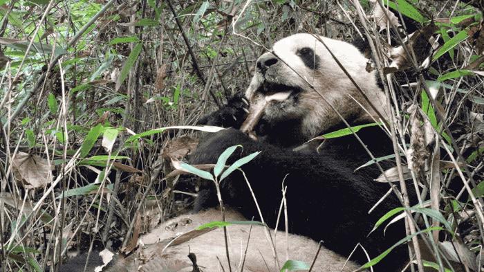 全球仅剩三只的中国神兽,全球只有三只的神兽