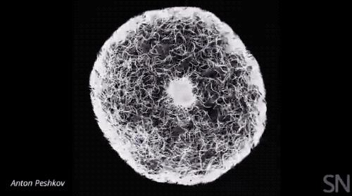 醋里面长出了一团肥肉,醋里长的肥肉