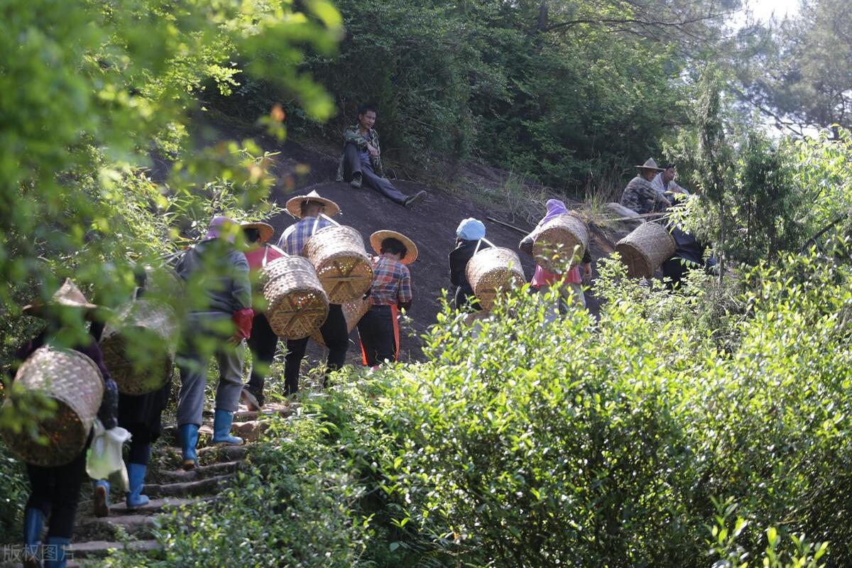 武夷山体验茶文化的地方,福建武夷山茶文化旅游景点