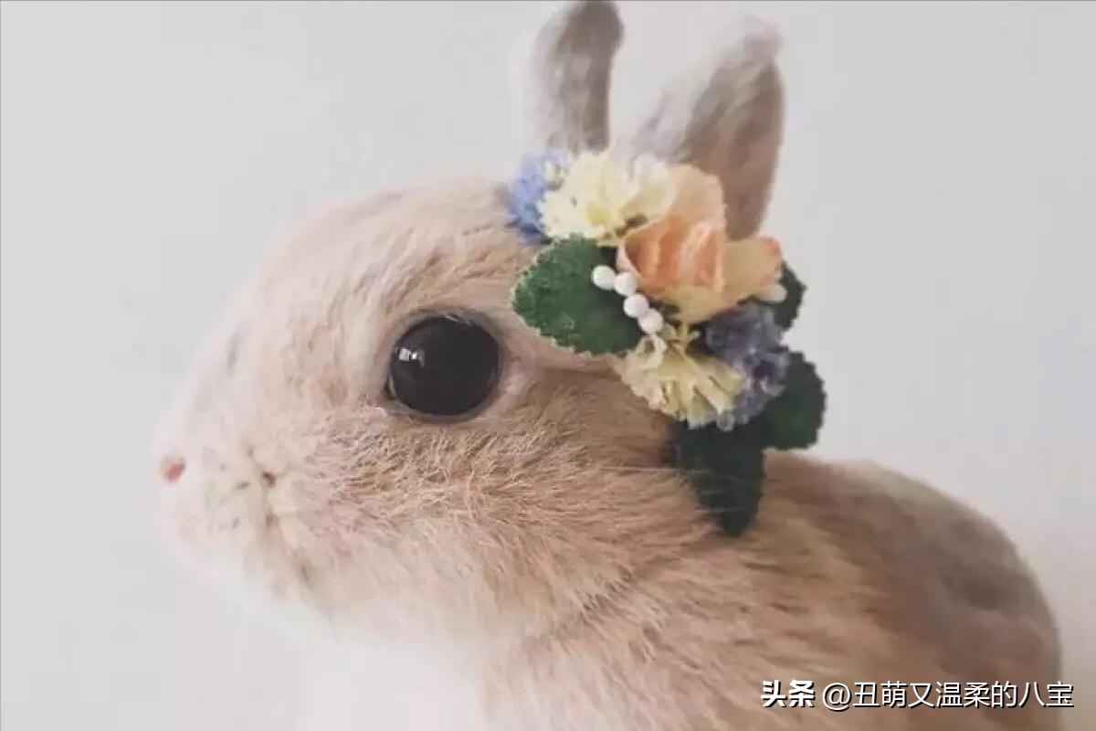 兔子便秘不给食物很饿怎么办,兔子便秘可以喂什么水果