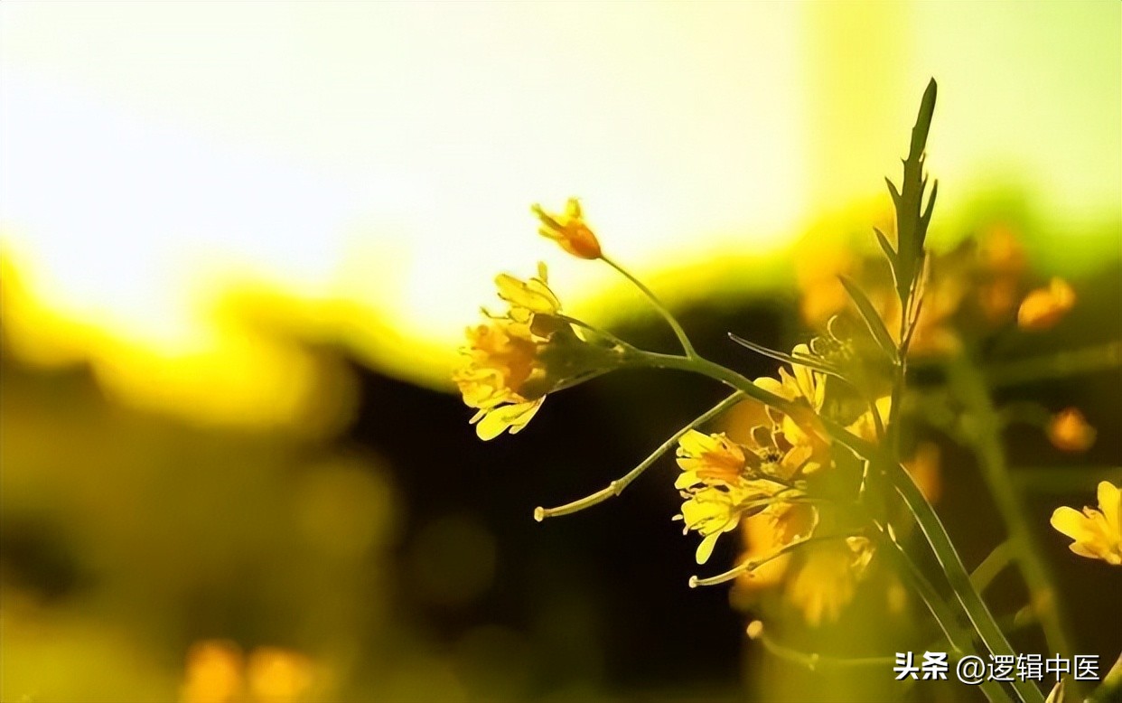 辟谷全过程视频,辟谷成功的真实案例视频