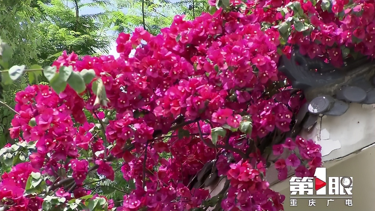 期待已久的三角梅绚丽多彩,街边的红紫三角梅艳丽开放