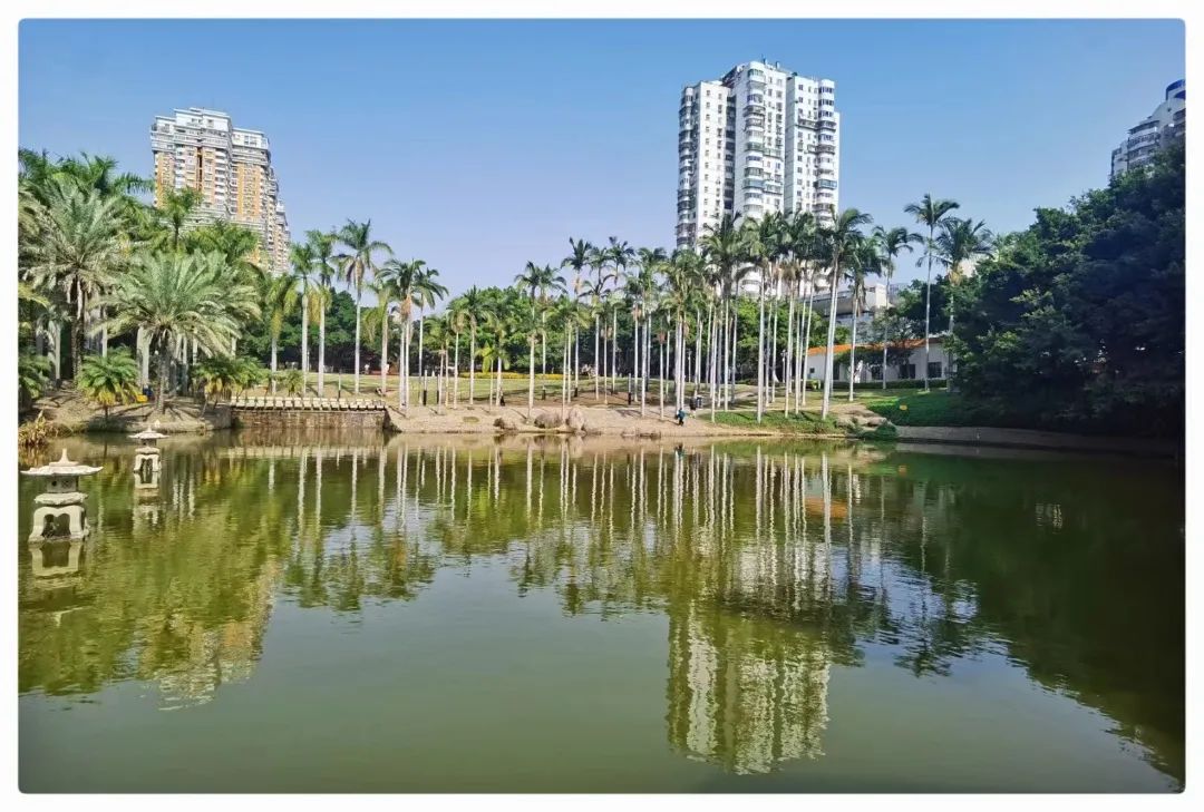 荷花美景欣赏朵朵莲花竞相绽放,航拍荷花开放盛景视频