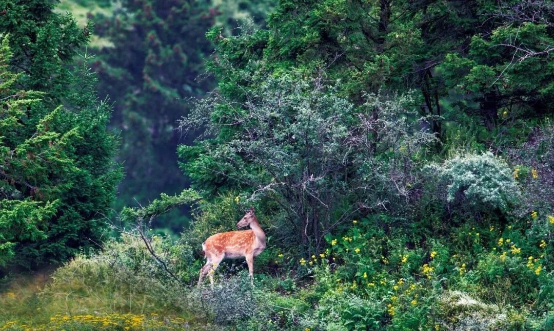 走阿坝进藏路线,走甘孜阿坝4天时间旅游攻略
