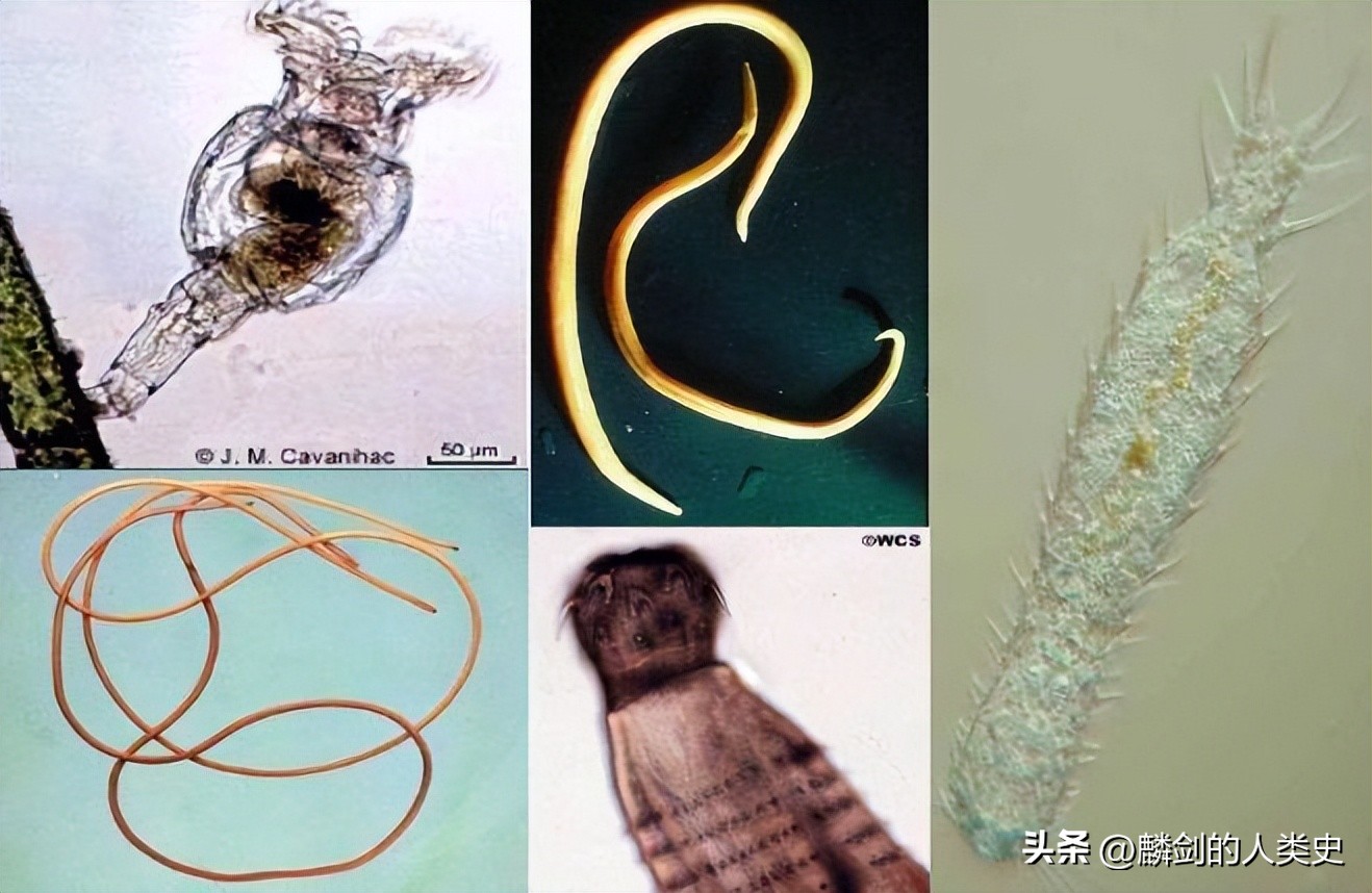 动物界节肢动物门昆虫纲,动物界软体动物门