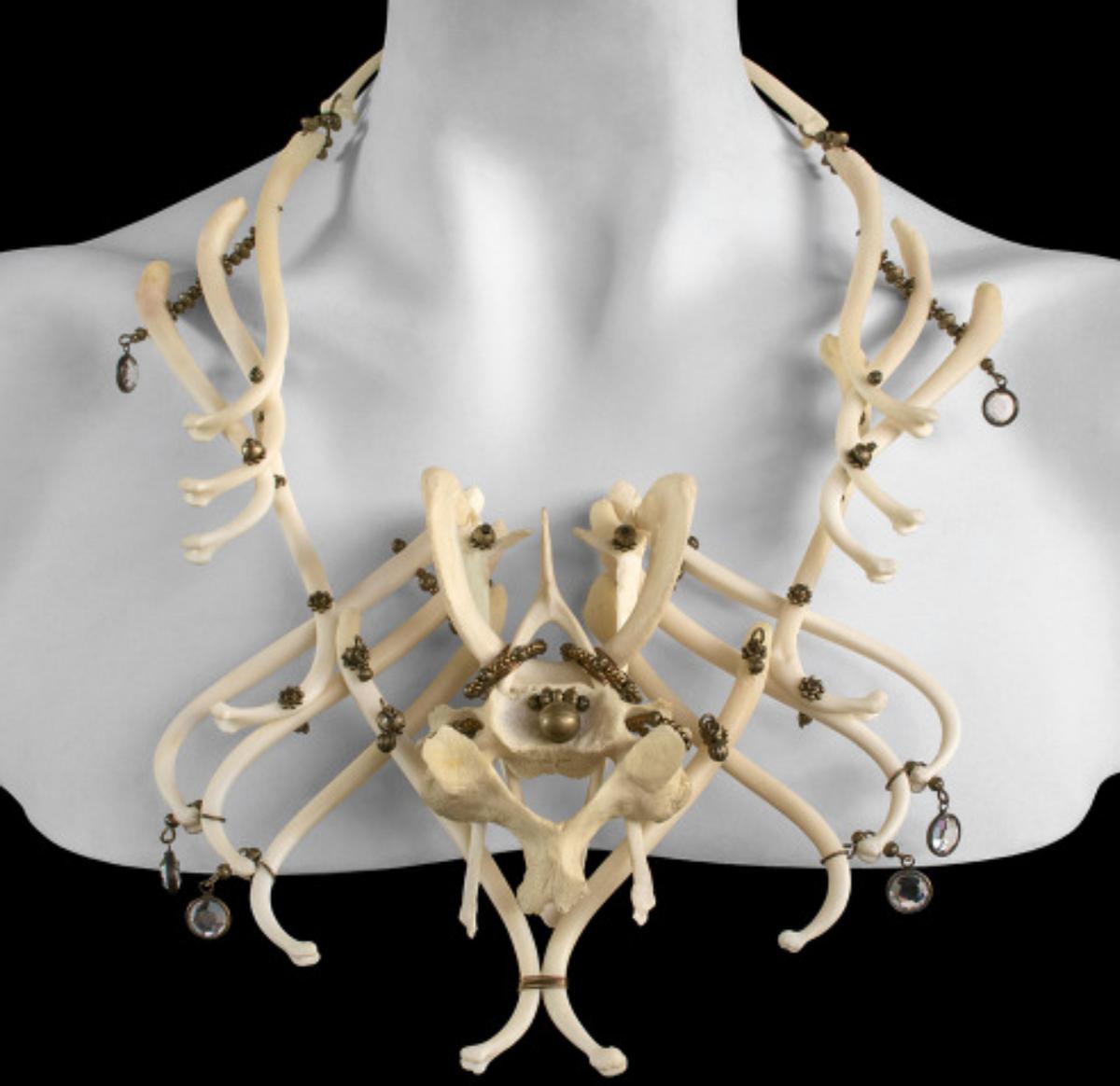 什么是“阴茎骨”？百万年前人类曾拥有！现在算进化还是退化了？