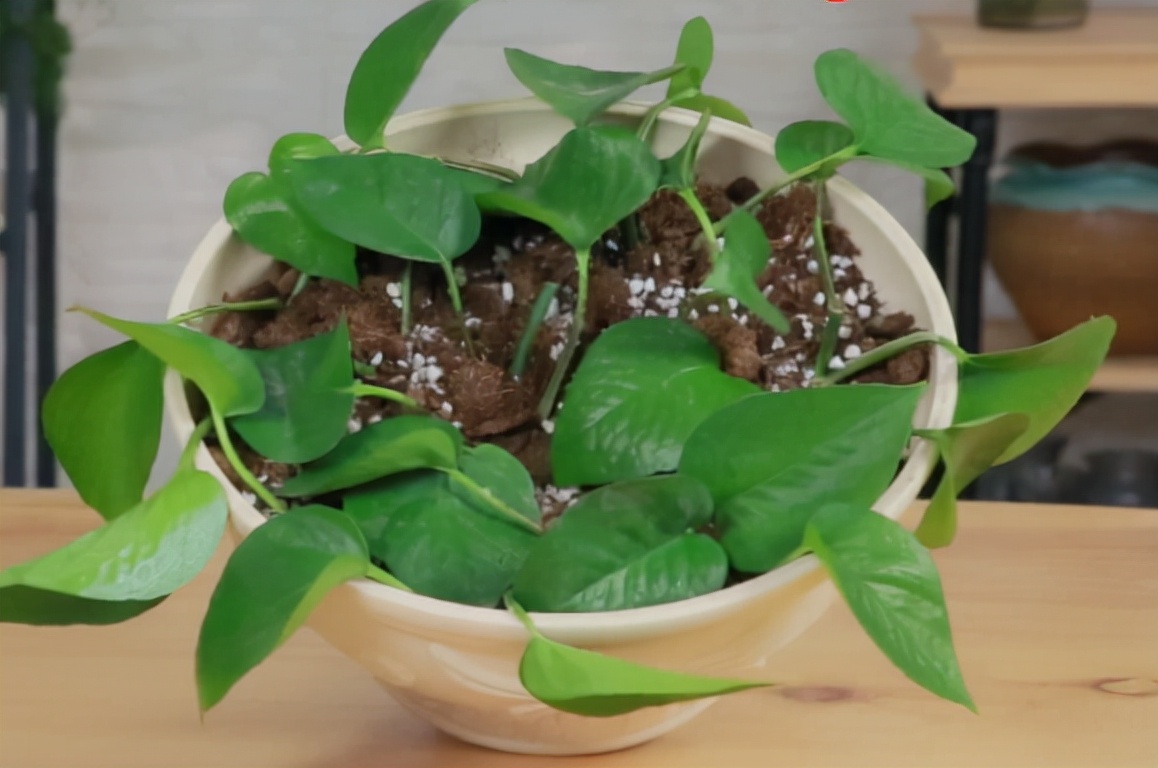 一个房间放几盆绿萝去甲醛,200平米房间放多少绿萝可以去甲醛