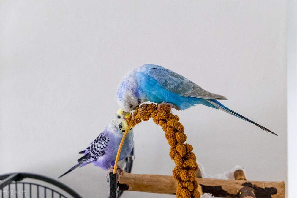 鹦鹉拉肚子拉稀怎么办,鹦鹉拉稀要怎么解决