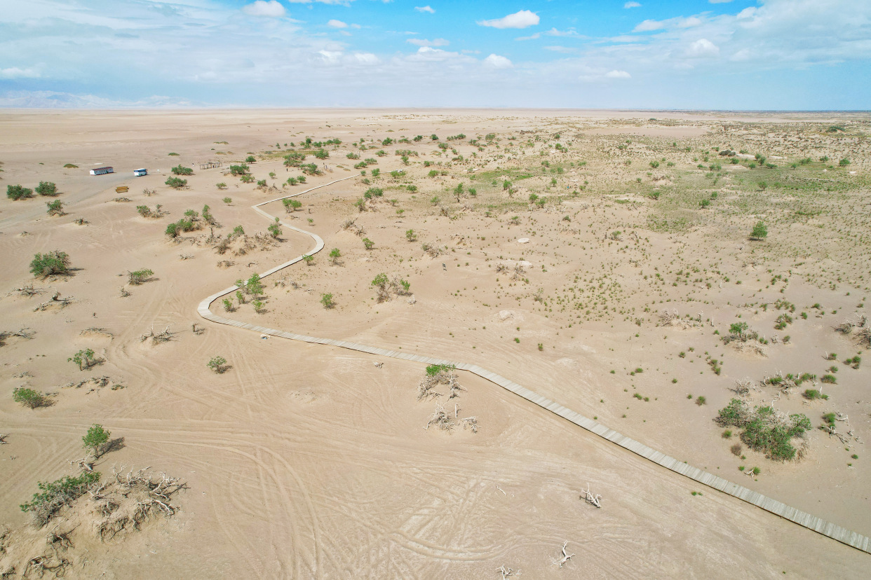 实拍格尔木胡杨林，海拔2800米，连绵1700亩，苍凉辽阔，拍照超酷