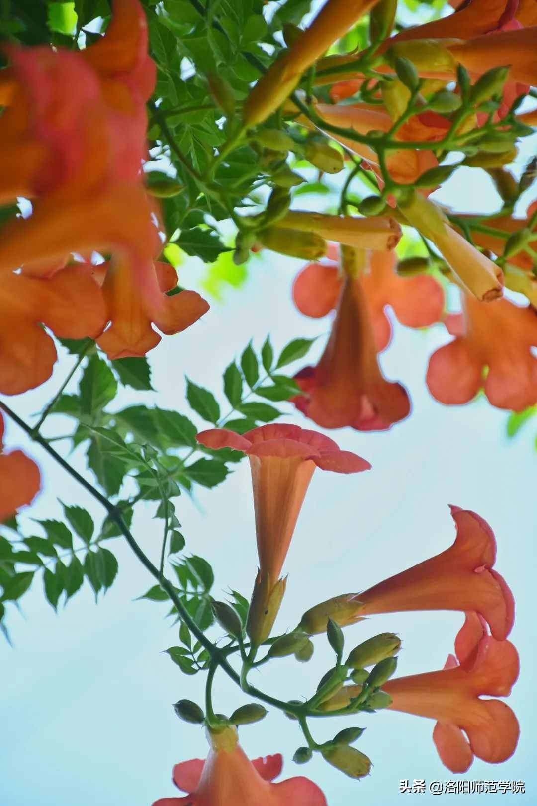 洛师好考吗,洛师最好的专业