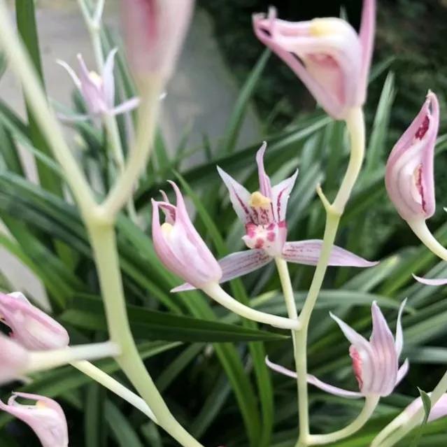 春夏之交，越来越多的花含苞欲放，这一百种娇媚蓓蕾真是美不胜收