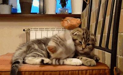 养美短猫的十大好处和坏处,猫对人身体有哪些好处和坏处