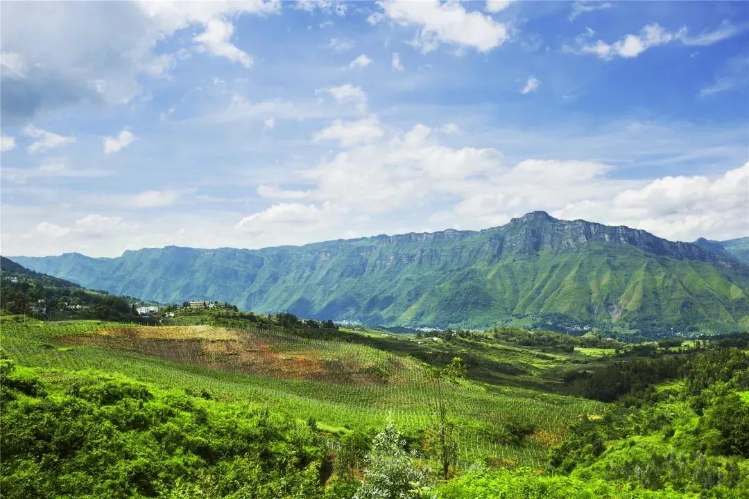 弥你红·红心猕猴桃，让你“痴猕”，让你狂